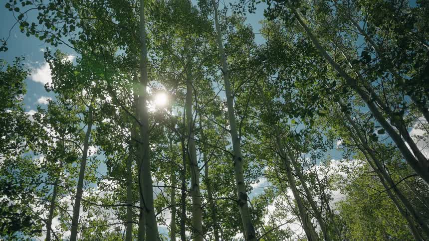 A forest filled with tall trees stands at midday with sunlight streaming through the leaves and casting dappled light across the ground