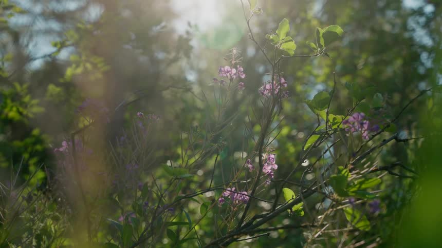 Pink flowers are on the branches of the tree