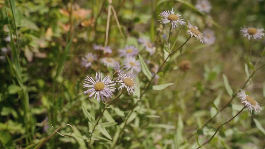 Delicate wildflowers sway gently in the breeze their yellow centers bright among the sunlit grasses of a meadow