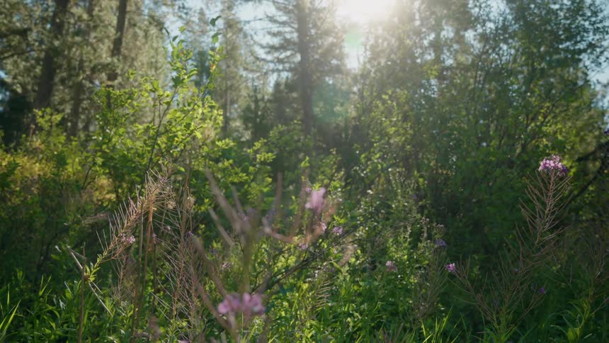 Sunlit trail among tall trees with purple wildflowers in the foreground