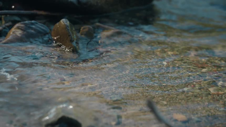 Clear water flowing over pebbles and leaves at stream edge with aquatic vegetation