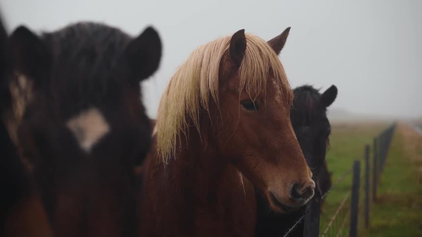 A closeup shot features three horses standing near a wire fence in a misty or foggy field the central horse is a handsome brown animal with a striking blonde mane looking calmly offcamera