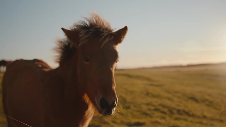 Brown horse in grassy field at sunrise
