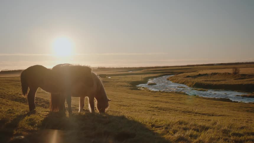 Horses graze beside a stream lit by the low sun on the horizon