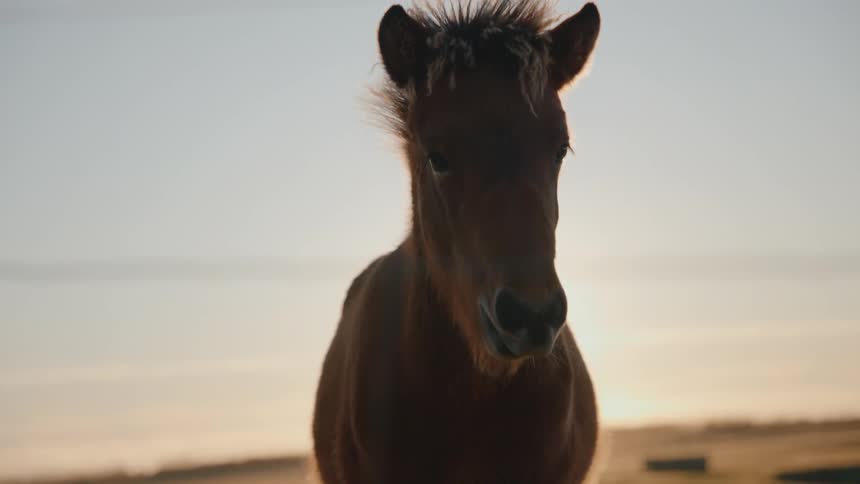 A close view of a brown horse standing in an open field strongly backlit by the golden sun facing the camera with the horizon visible in the distance