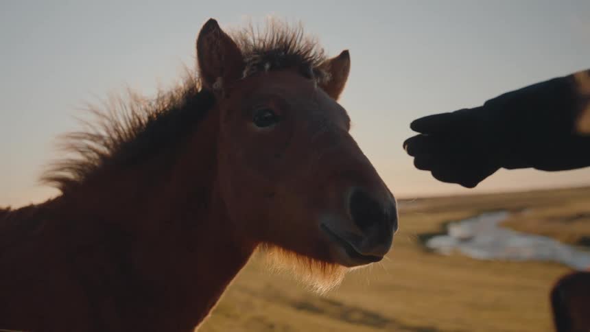 A close view of a brown horse standing in a field as a silhouetted hand gently pets its nose during golden hour backlighting the animals mane