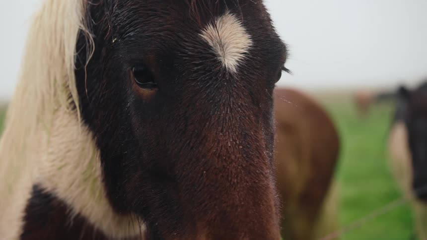 Horse with wet coat and white forehead marking in green field
