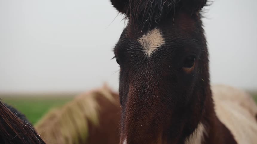 A brown colt horse out on the field at midday