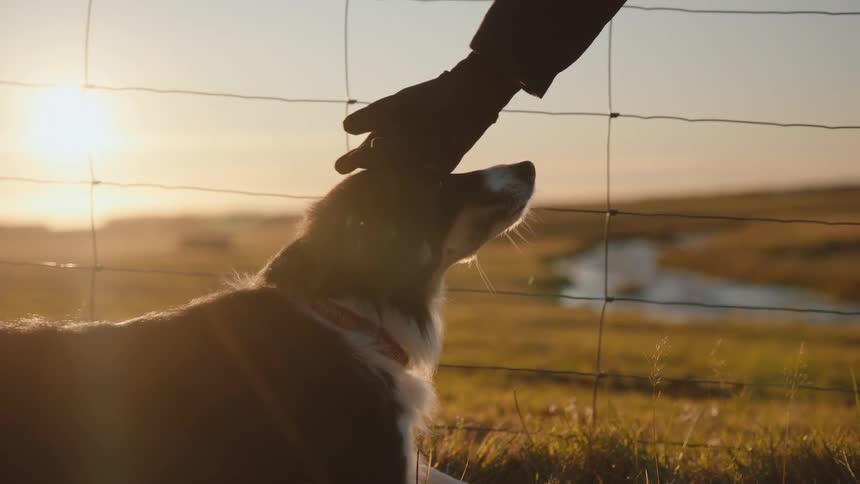 Man reaches down to pet his dog as they stand next to a wire fence