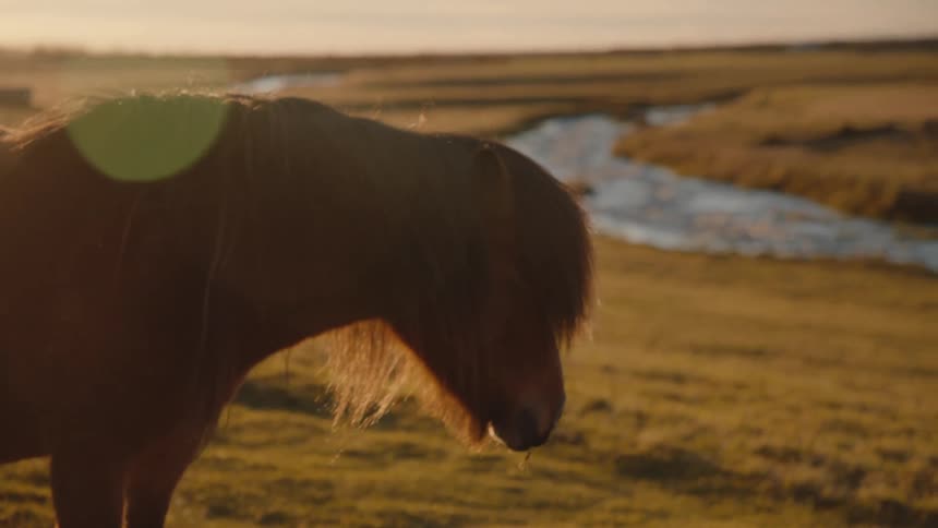 Pony with thick mane in field at sunset with stream in background