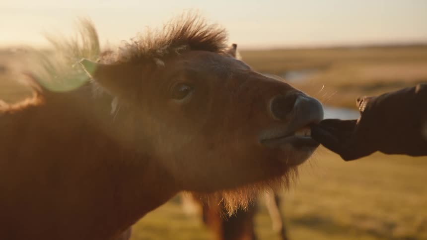 A person stands in the wild on a sunny day wearing hand gloves as they feed horses with food held in their hand