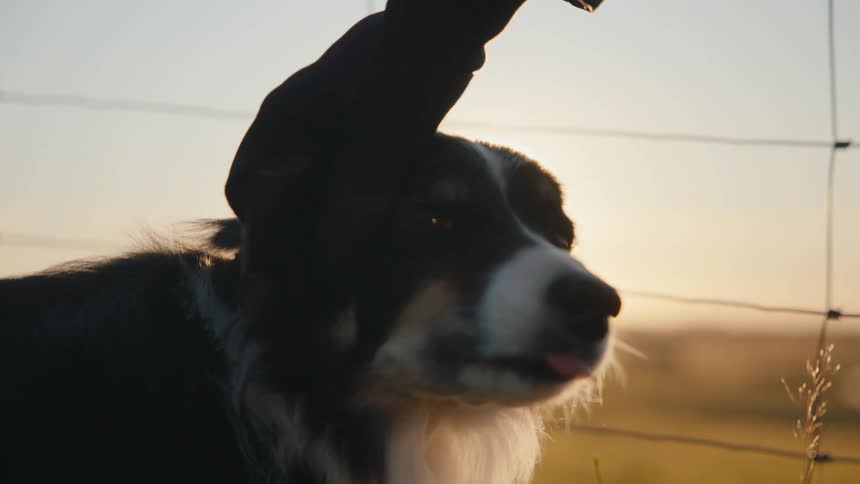 A close view of a black white and brown dog wearing a red collar looking right while strongly backlit by the warm setting sun