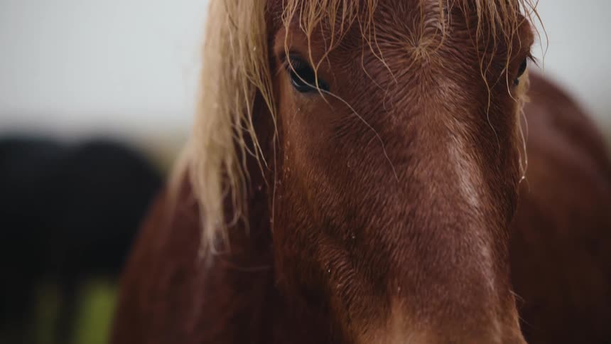 A close up view of a horse in a field