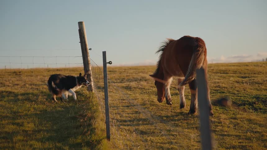 A close view of a black and white dog running beside a fence while a brown horse slowly walks and grazes in a sunlit grassy field