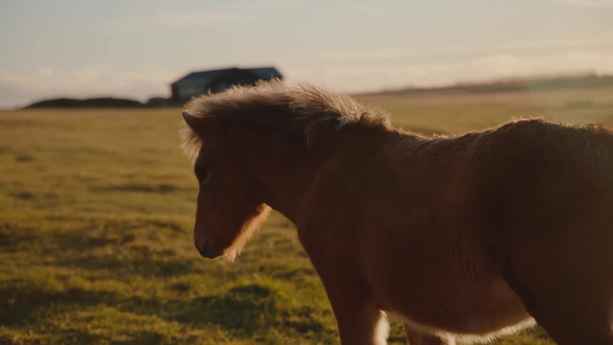 Pony in grassy field with golden light at dusk