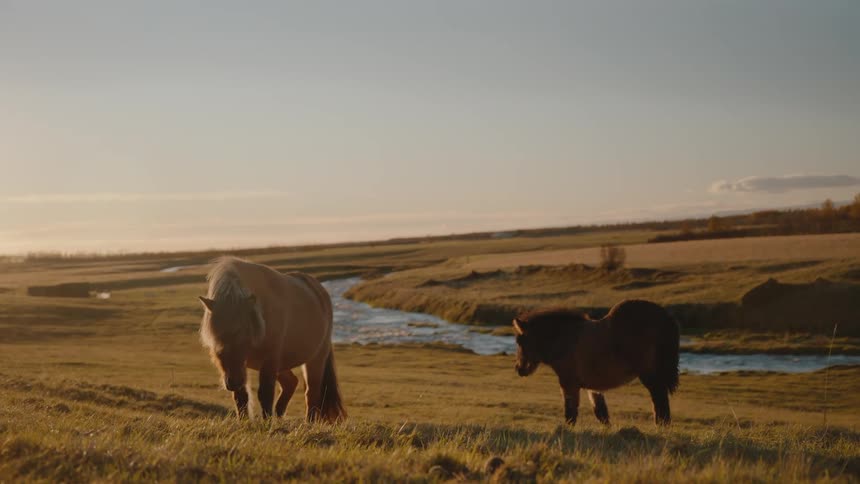 Two pony horses graze peacefully on a grassy field at midday