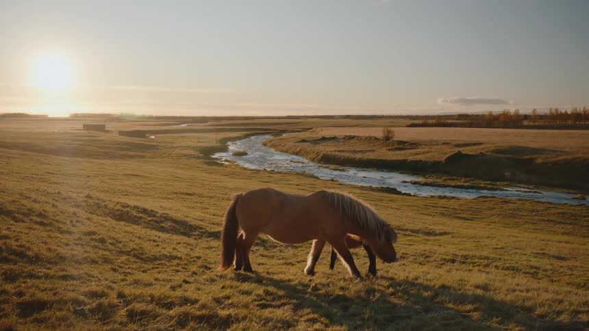 Two horses grazing in golden field at sunset with winding river reflecting sunlight