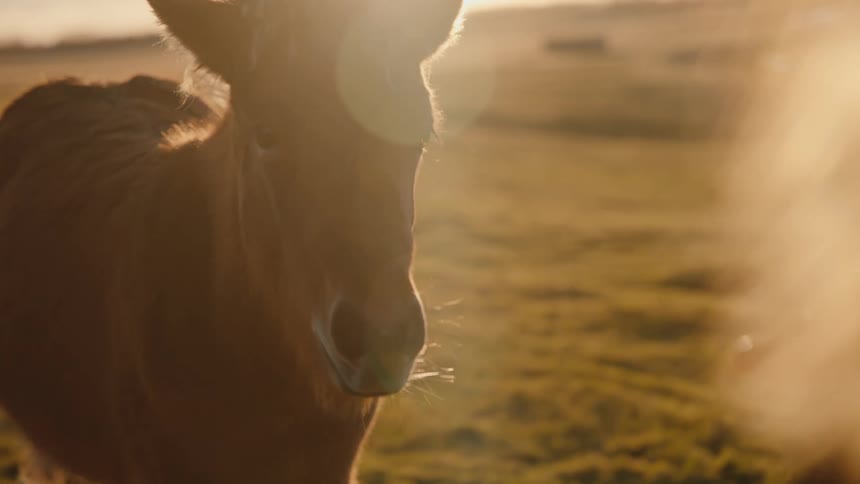Horse head lit by golden light in open field