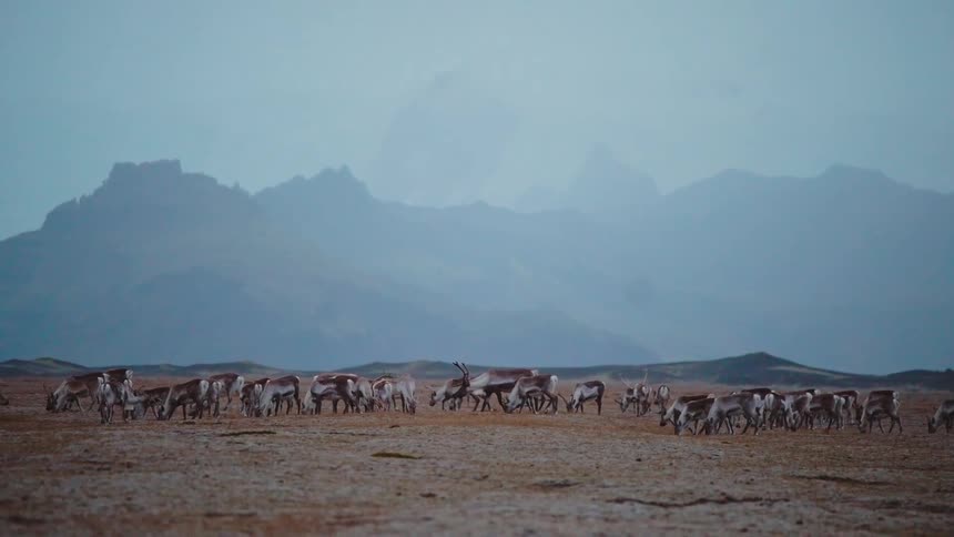 Reindeer scattered across dry plain with mountains in the background under cloudy sky