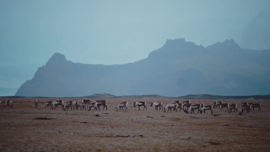 Reindeer walking across flat dry terrain with mistcovered mountains in the background under overcast sky
