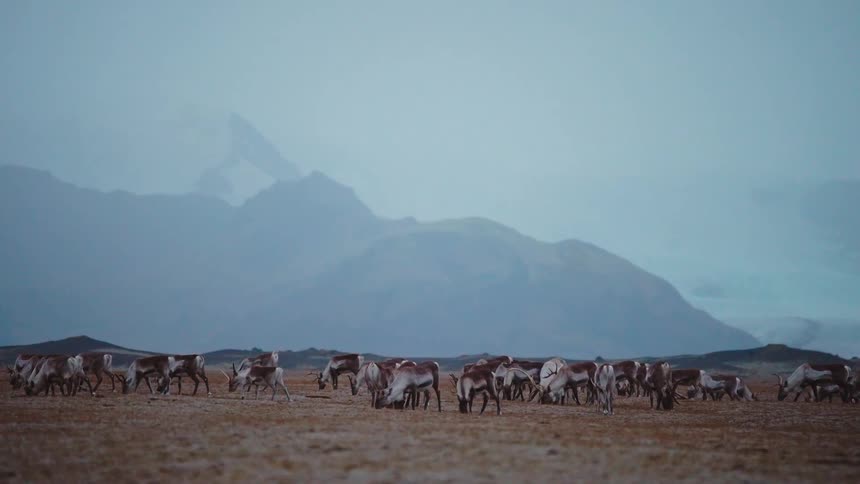 Herd of antelopes crazing on a plain area with mountains on the background outdoors during day time