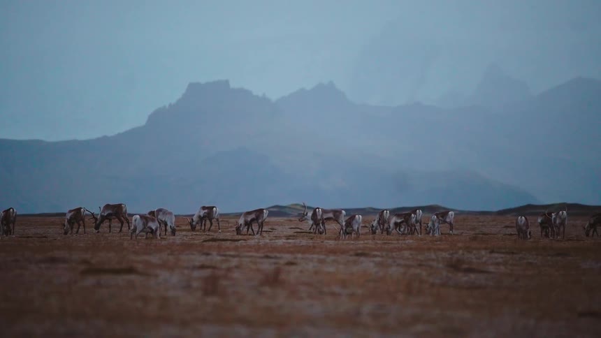 A herd of cattle grazes on a grassfield of brown autumn grasses with a distant mountain range shrouded in fog