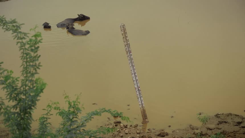Buffaloes partially submerged in muddy water beside gauge stick with vegetation along the banks