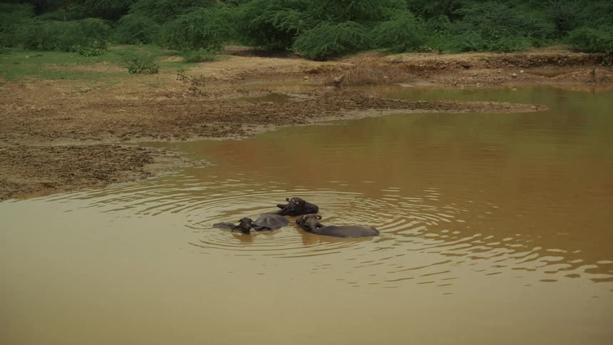 Semisubmerged buffaloes relax in a shallow muddy pond