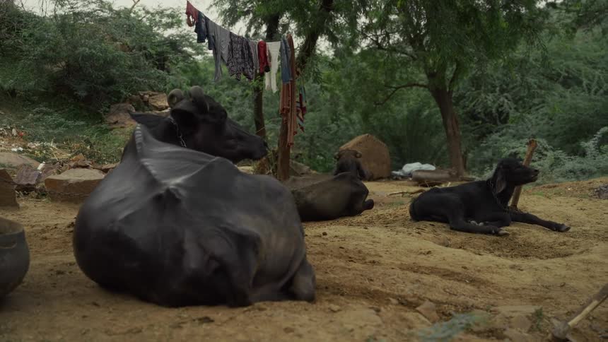 Buffaloes rest on the dirt ground beneath trees with laundry hanging in the background