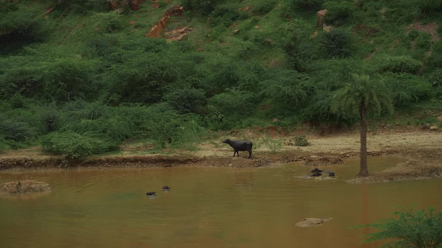 A wide tranquil body of reddishbrown water is surrounded by thick green scrub brush and dry earth with a single palm tree on the right and several dark water buffalo partially submerged in the water as well as one standing near the waters edge