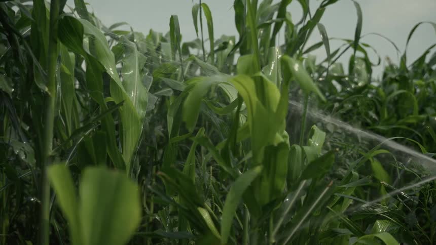 Streams of water hit rows of green plants in a cultivated field