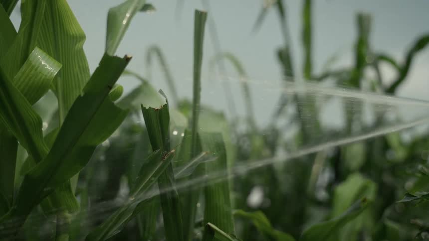 Stream of water cuts across rows of green leaves in the crop