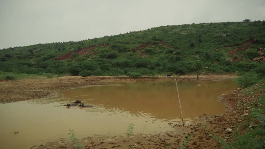 Buffaloes lie submerged in a muddy pond surrounded by a green hillside