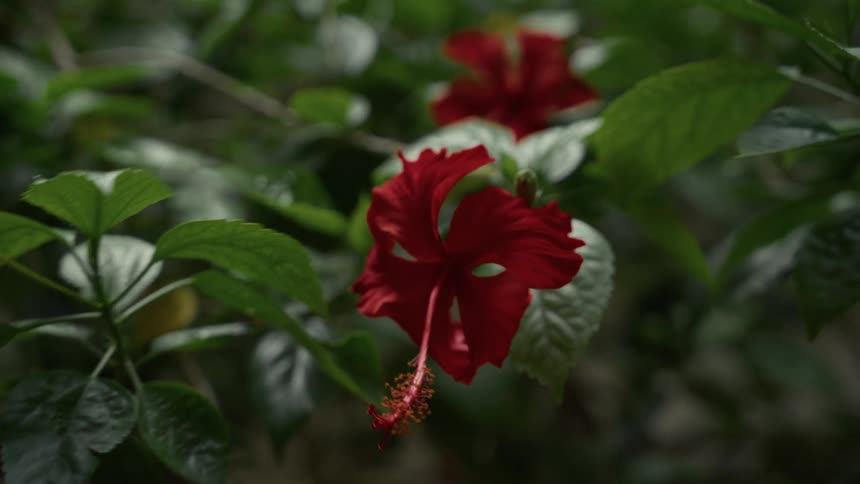 Sunlight shines on plants and blooming flowers as they move in the wind
