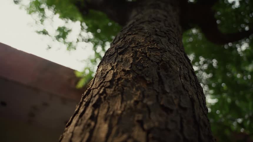 A tall tree with a rough trunk stands beside a building at midday