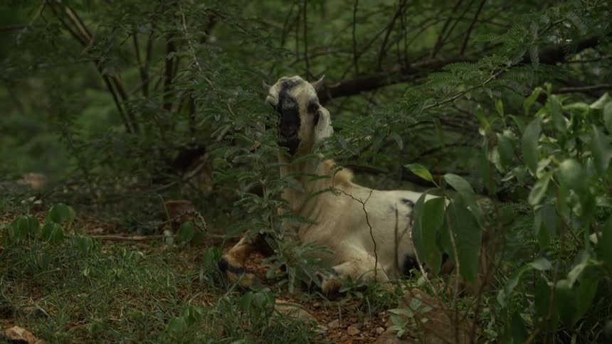A goat laying outdoors