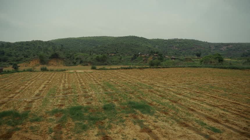 A field of crops on a farm