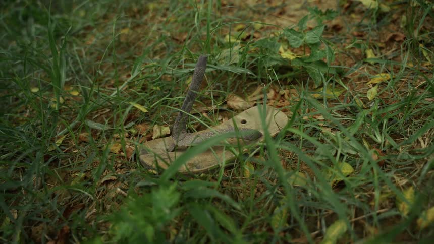 A dirty discarded wooden or leather sandal lying partially obscured in a patch of green grass and dry earth
