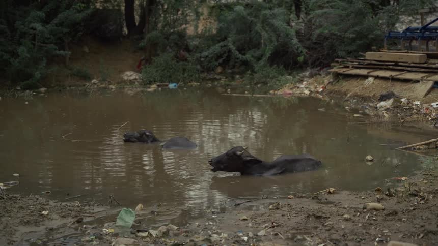A group of water buffalo standing out in a lake