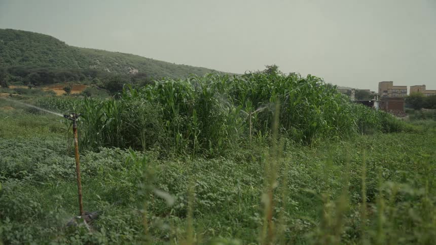 A sprinkler waters a lush green field of tall crops with hills and buildings in the background