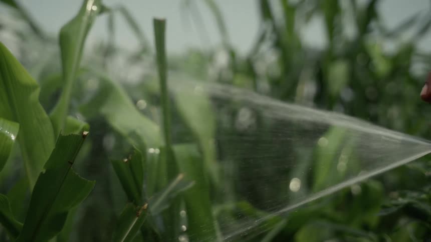 Fine stream of water is sprayed over tall plants in a cultivated area