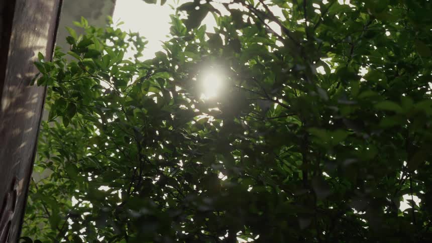 A view of a tree that is near a wall