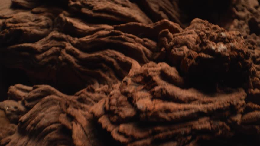 Light highlights crevices and the textured surface of a large piece of wood