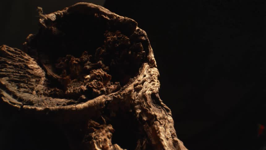 A tight vertical closeup shot slowly pans up the length of a piece of dry textured wood with deep cracks and a hollow center isolated against a dark featureless background by directional lighting