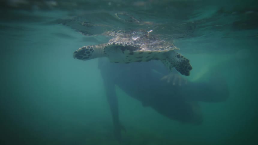 Sea turtle swimming with a scuba diver just below the water surface