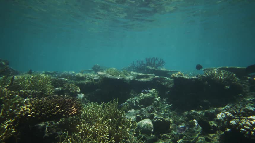 This is an underwater video panning across a diverse shallow coral reef ecosystemthe clear turquoise water shows various types of hard and soft corals with sunlight filtering down from the surface