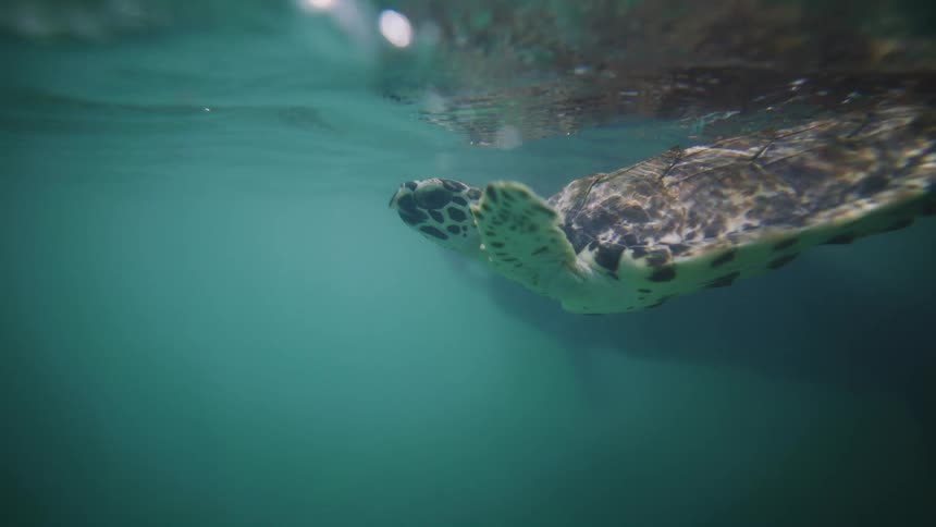 Sea turtle swimming near the surface in bluegreen waters