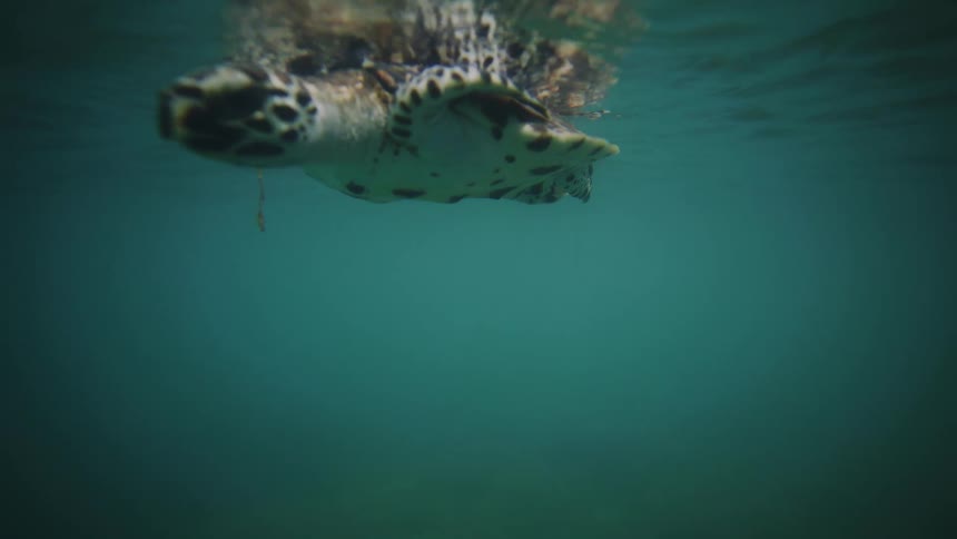 Sea turtle swimming near the surface in clear water