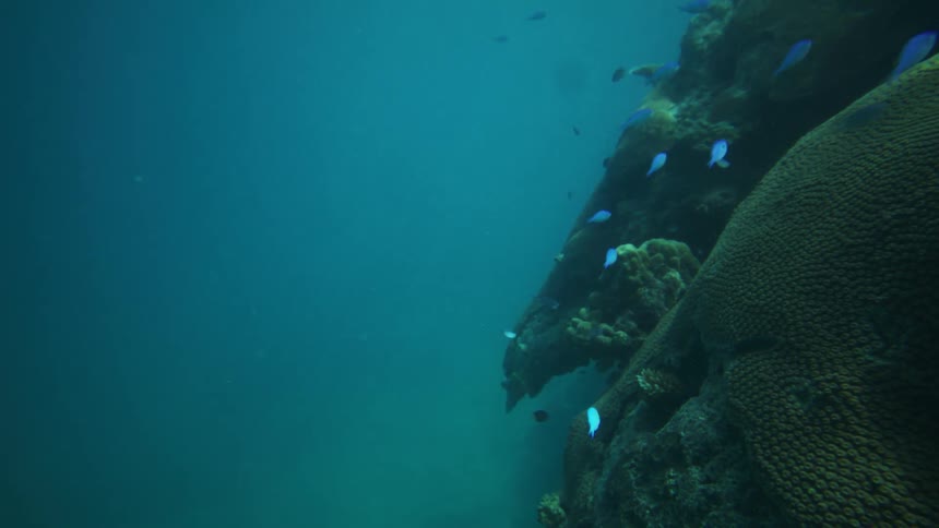 An underwater scene featuring a vibrant coral reef structure on the right side of the frame with several small bright blue fish swimming near the coral against the backdrop of deep clear turquoiseblue water
