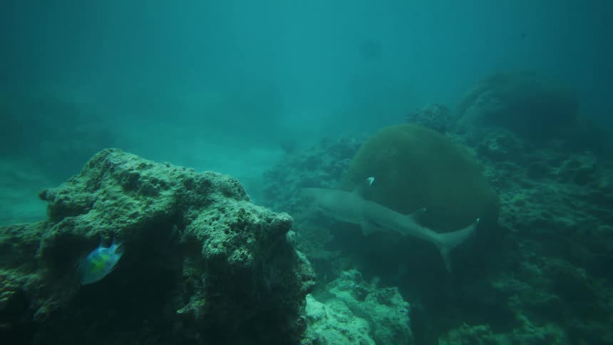 This underwater video captures a shark likely a reef shark swimming over a rocky sandy seafloor in deep blue waterthe shark moves from the background toward the camera gracefully passing behind a large coral formation before turning away